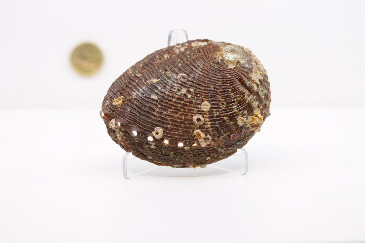 Abalone Shell - Beyond Rocks