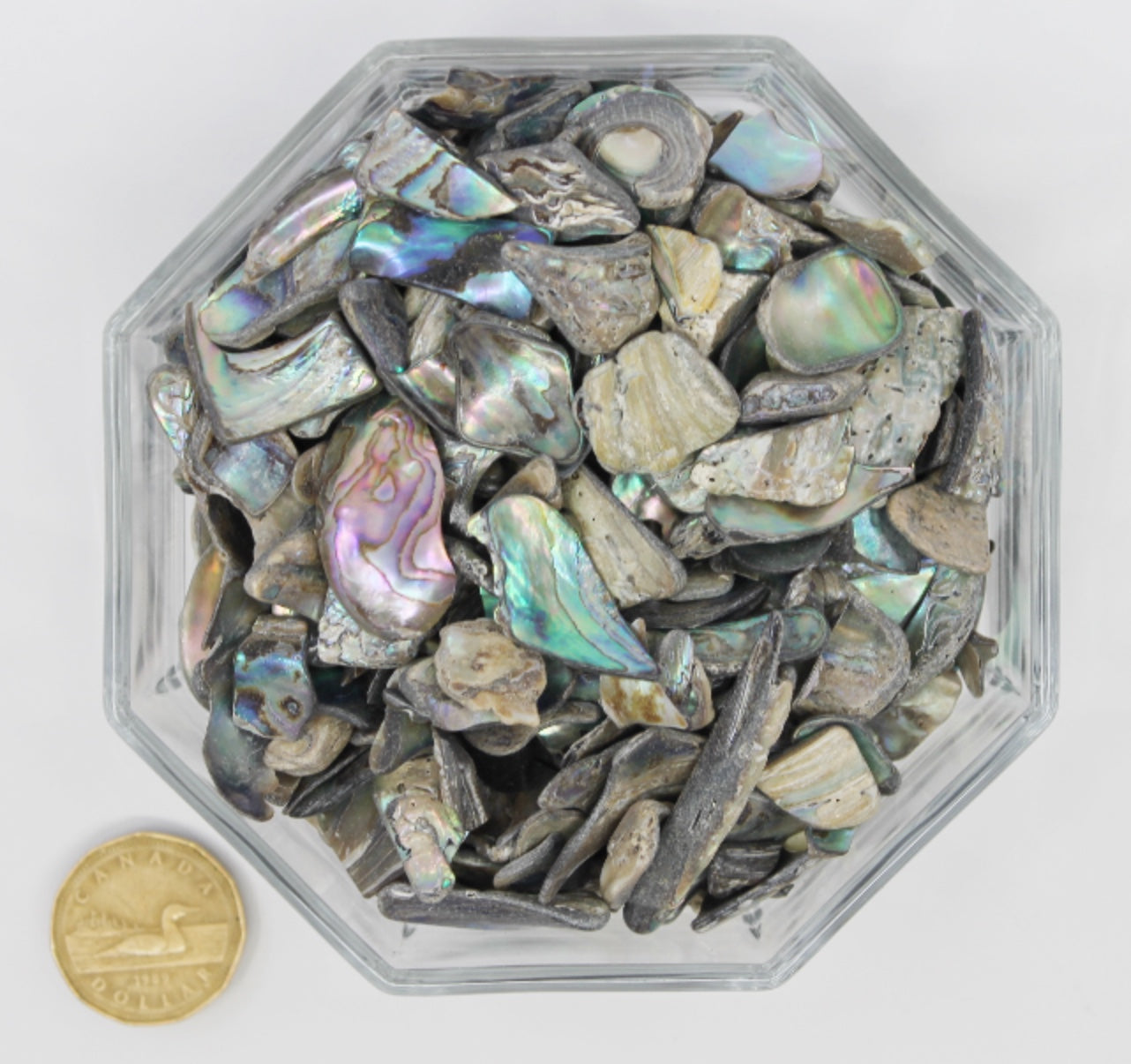 Abalone - Tumbled