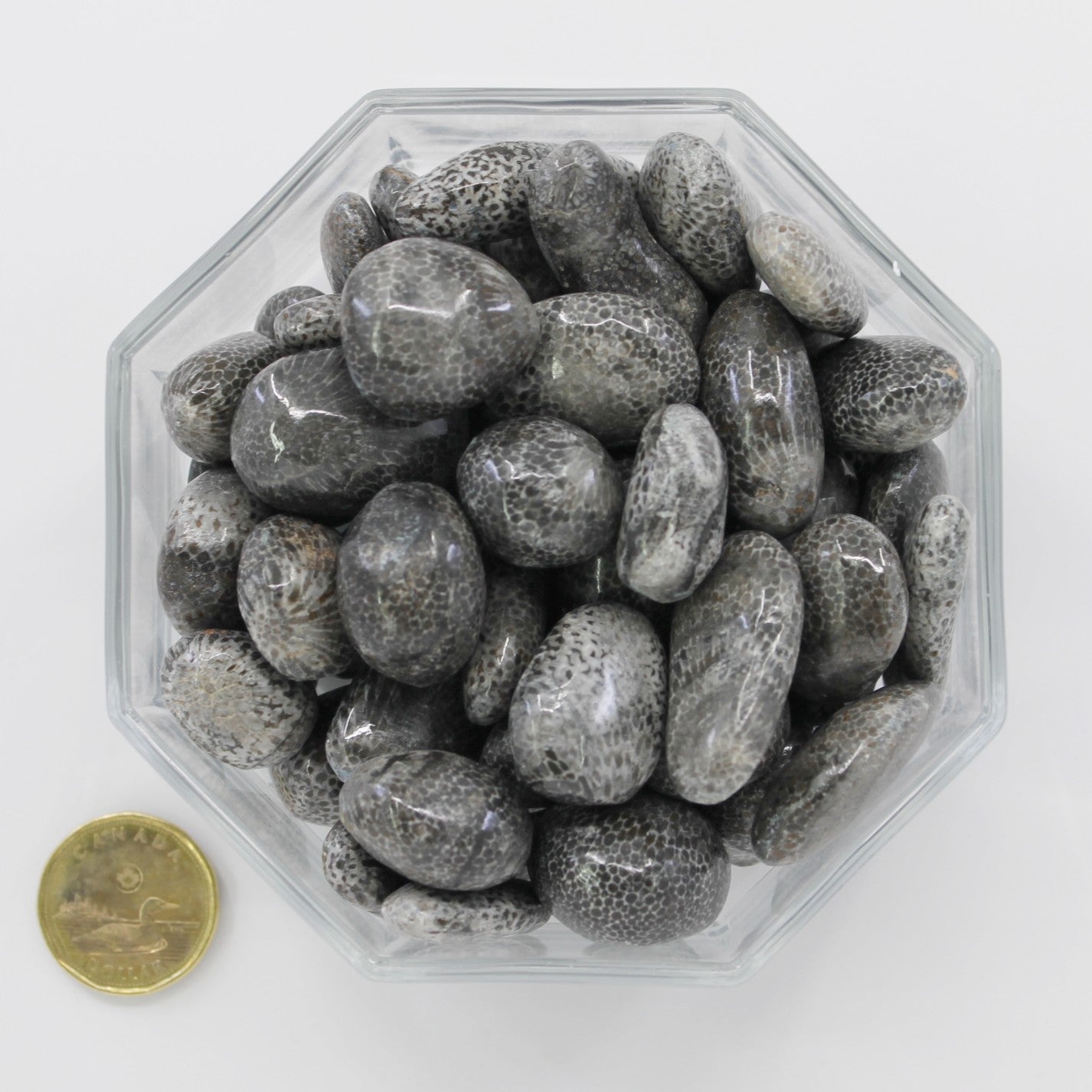 Bryozoan Large - Tumbled