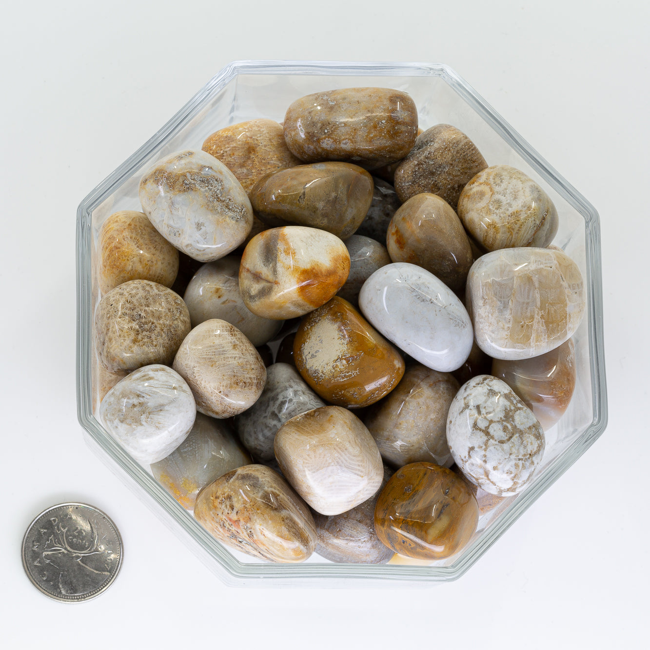 Coral Fosil Agate Large - Tumbled