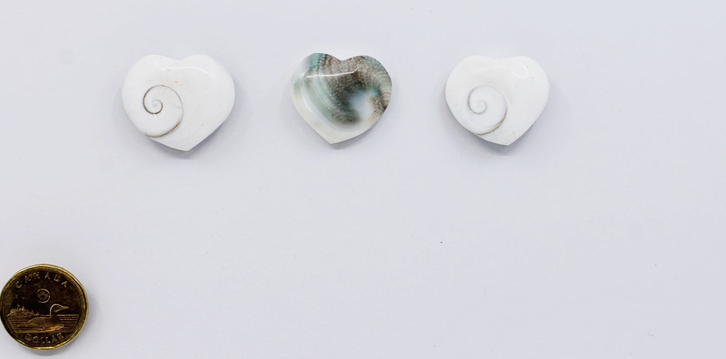 Eye of Shiva Shell - Hearts