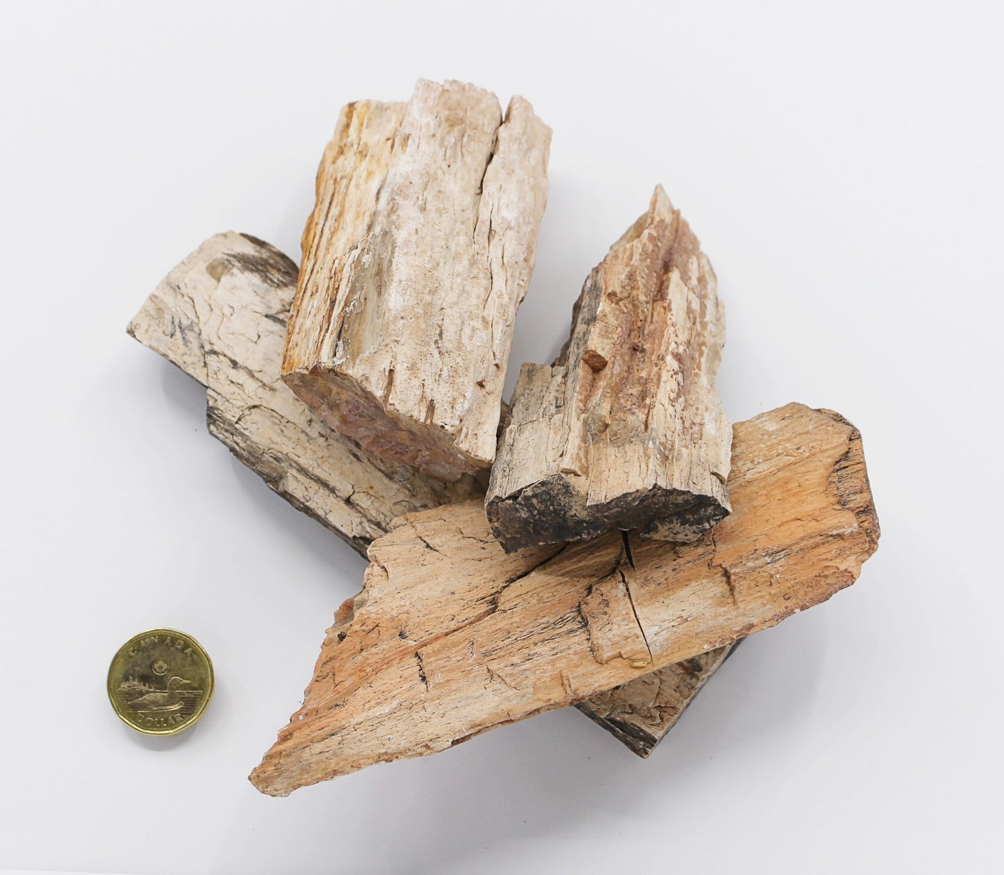 Petrified Wood