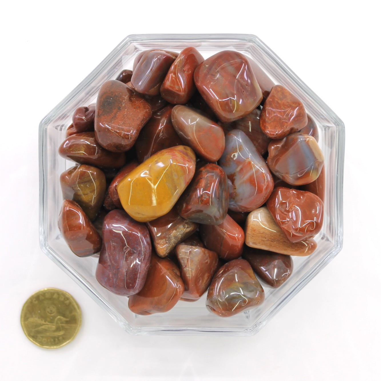 Petrified Wood Red Large - Tumbled