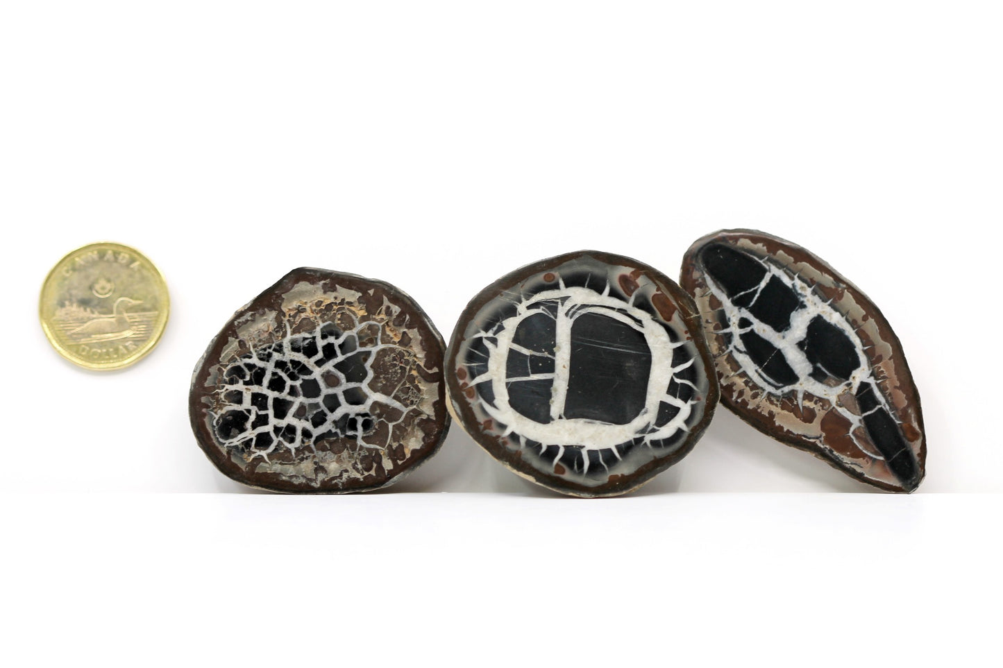 Septaria Nodule - Mineral Specimen