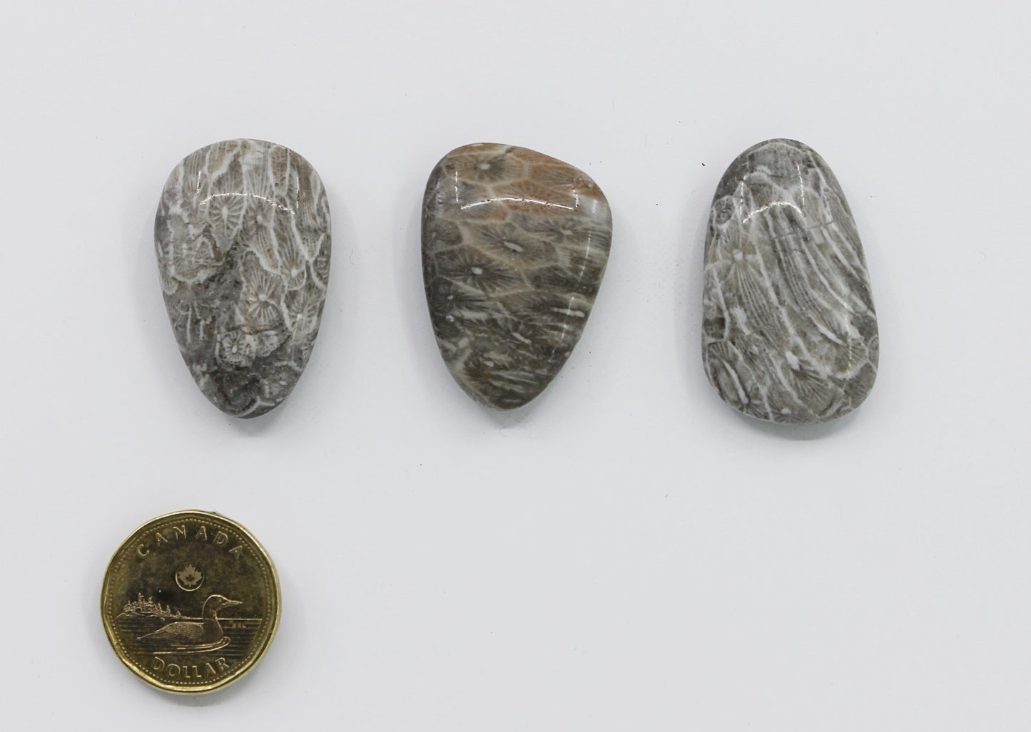 Star Fossil - Pocketstone