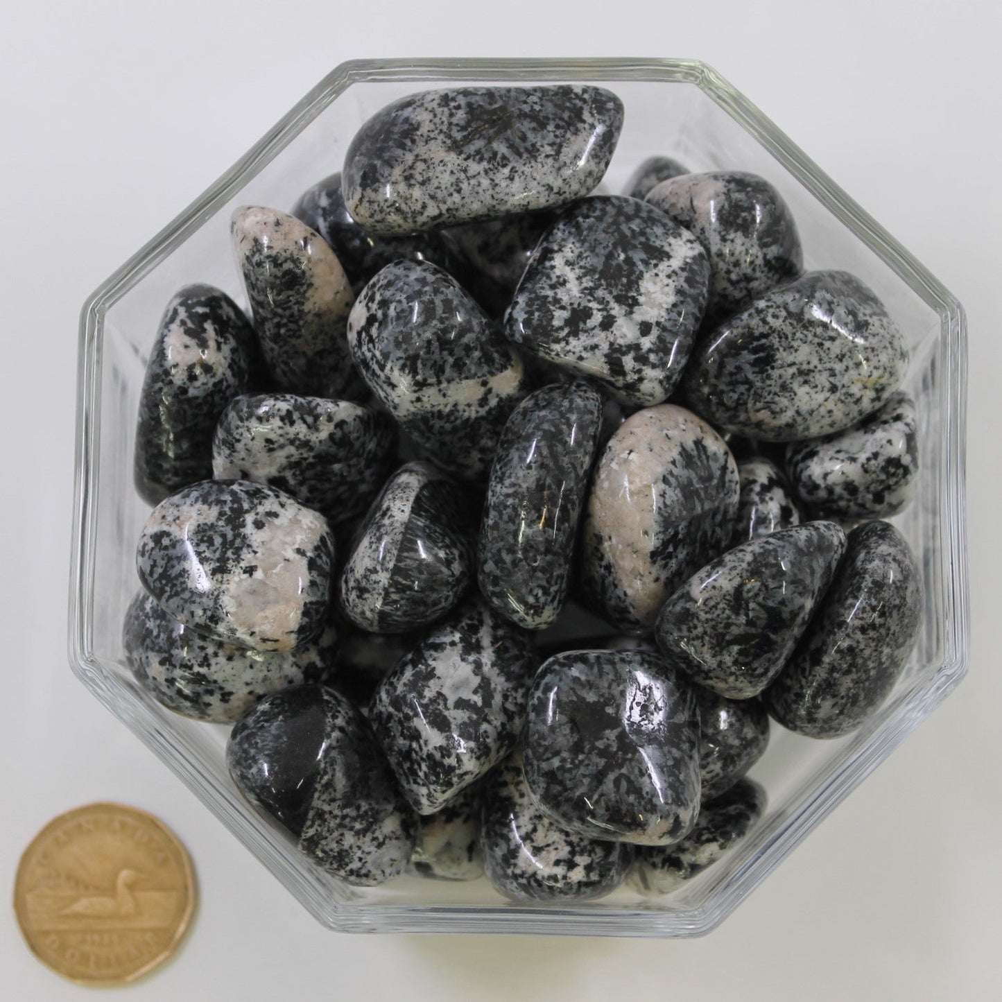 Orbiculite Large - Tumbled