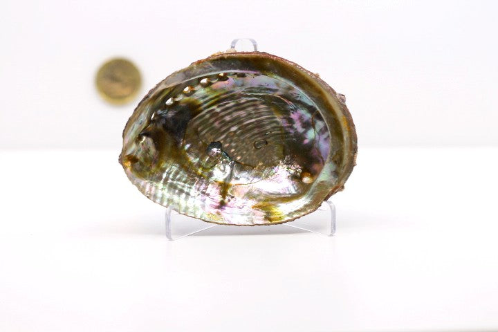 Abalone Shell - Beyond Rocks – Terra Rock Shop