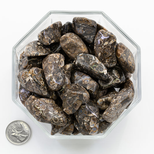 Agate Turitella Large - Tumbled