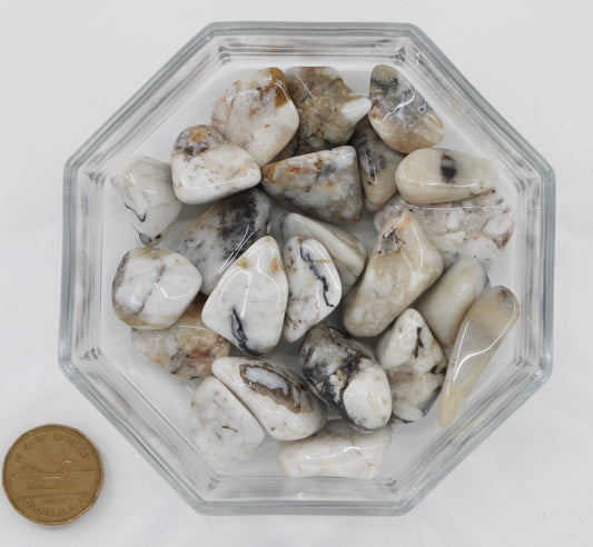 Cassiderite Large Extra - Tumbled