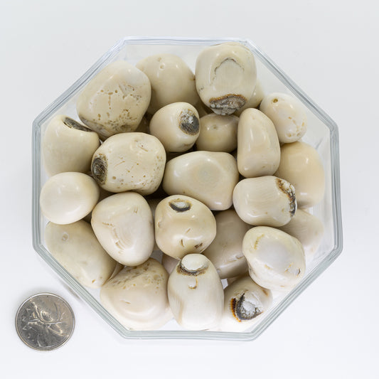 Coral Fosil White Large - Tumbled