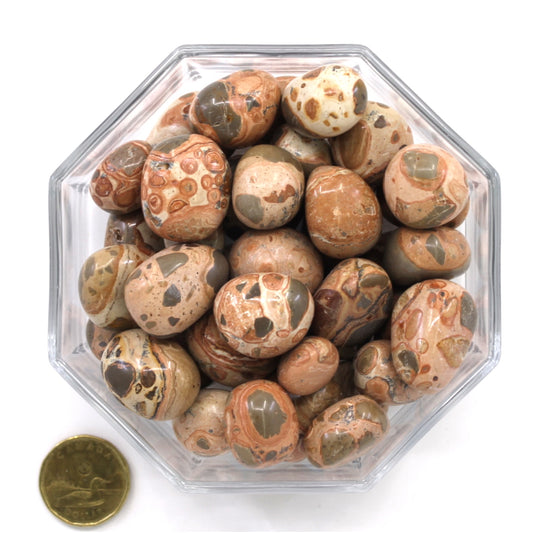 Leopardite  - Tumbled