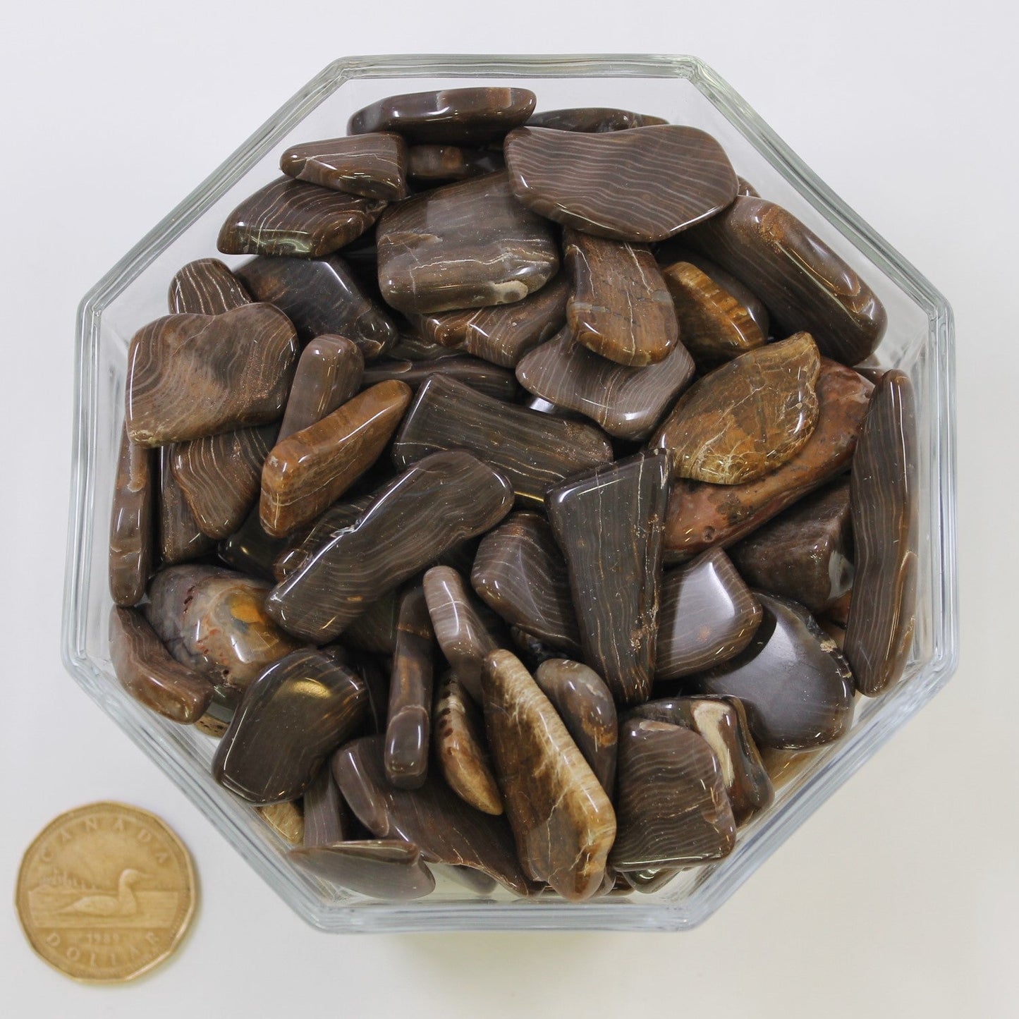 Petrified Wood Brown Large - Tumbled