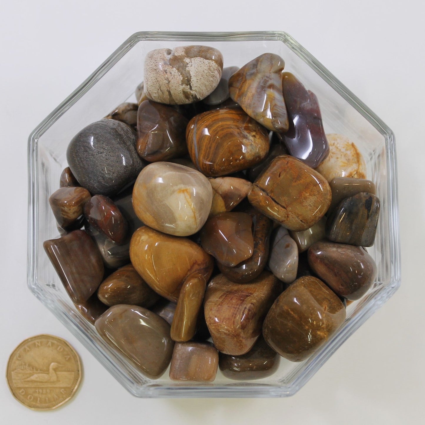 Petrified Wood Large - Tumbled